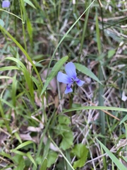 Viola silicestris