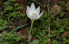 Crocus laevigatus