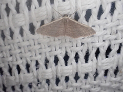 Idaea