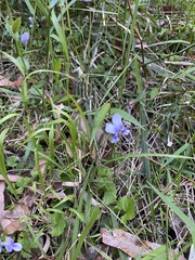 Viola silicestris