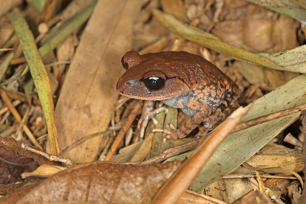 Sato's Spadefoot Toad