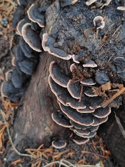 Gloeophyllum abietinum