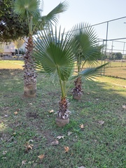 Washingtonia