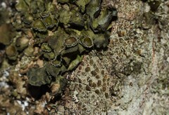 Pleurosticta acetabulum