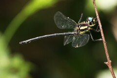 Eusynthemis aurolineata