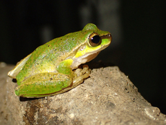 Ranoidea pearsoniana