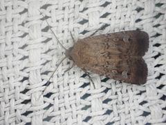Agrotis