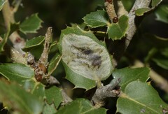 Phyllonorycter belotella