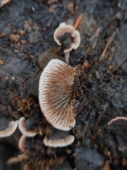 Gloeophyllum abietinum