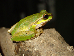 Ranoidea pearsoniana