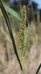 Setaria verticillata