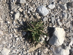 Chondrilla chondrilloides