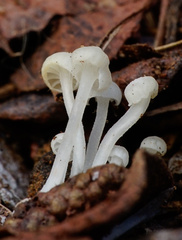 Hemimycena angustispora