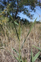 Setaria verticillata