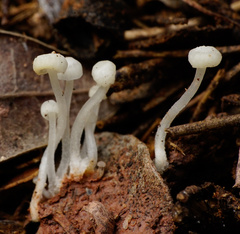 Hemimycena angustispora