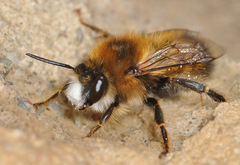 Anthophora plagiata