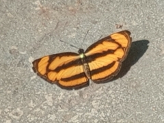 Pantoporia paraka