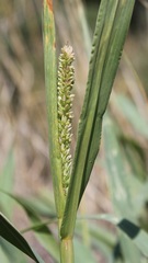 Setaria verticillata