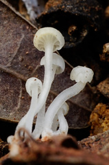 Hemimycena angustispora