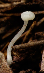 Hemimycena angustispora