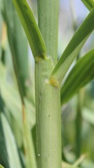 Setaria verticillata