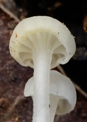 Hemimycena angustispora