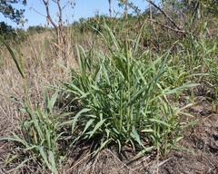 Setaria verticillata