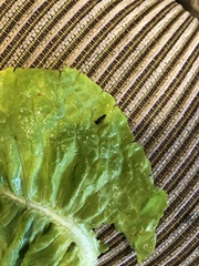 Harmonia axyridis