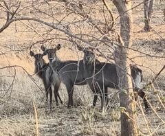 Kobus ellipsiprymnus defassa