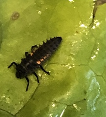 Harmonia axyridis
