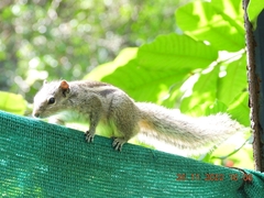 Funambulus palmarum