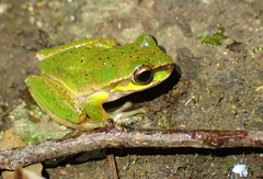 Ranoidea pearsoniana