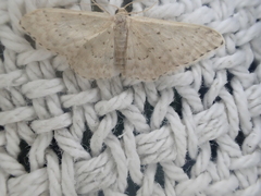 Idaea