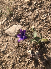 Campanula reuteriana
