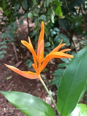 Heliconia psittacorum