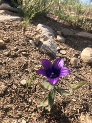 Campanula reuteriana
