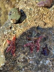 Allostichaster polyplax