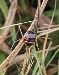 Ellipsidion australe