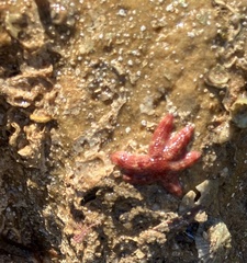 Allostichaster polyplax