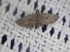 Pasiphilodes testulata