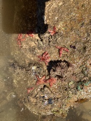 Allostichaster polyplax