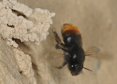 Anthophora plagiata