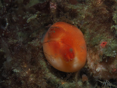 Halocynthia pyriformis