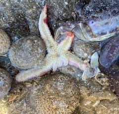 Allostichaster polyplax