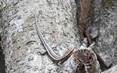 Cryptoblepharus pulcher