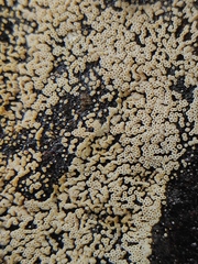 Henningsomyces candidus