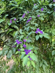 Lycianthes rantonnetii