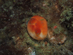 Halocynthia pyriformis