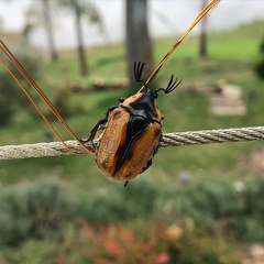 Chondropyga dorsalis