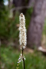 Xanthorrhoea minor
